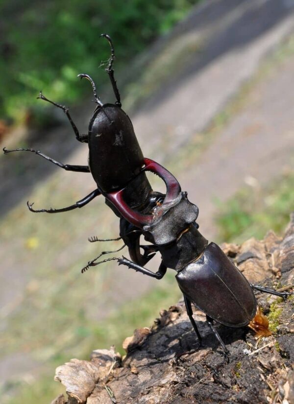 Adrian Allein Gegen Alle - Theater am Werk
