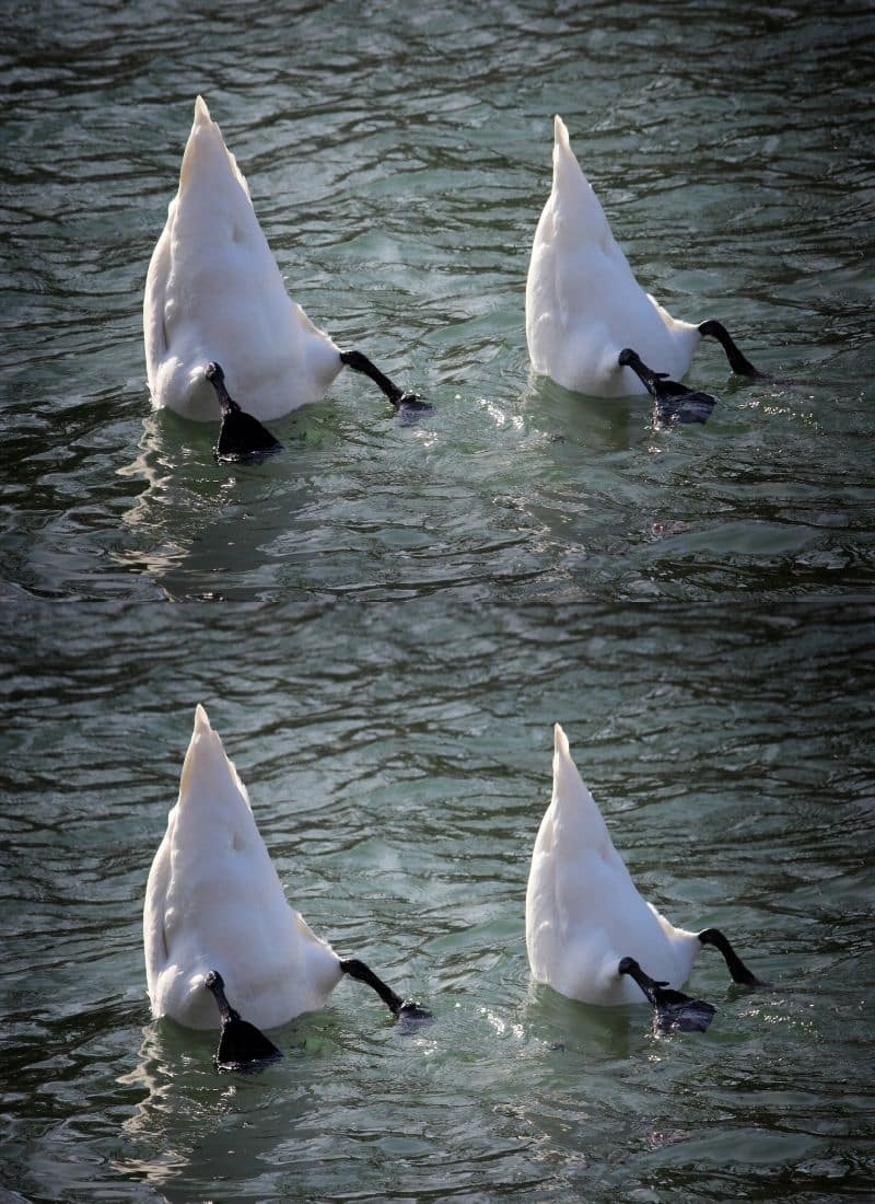 Eine Ballettoper - Theater am Werk