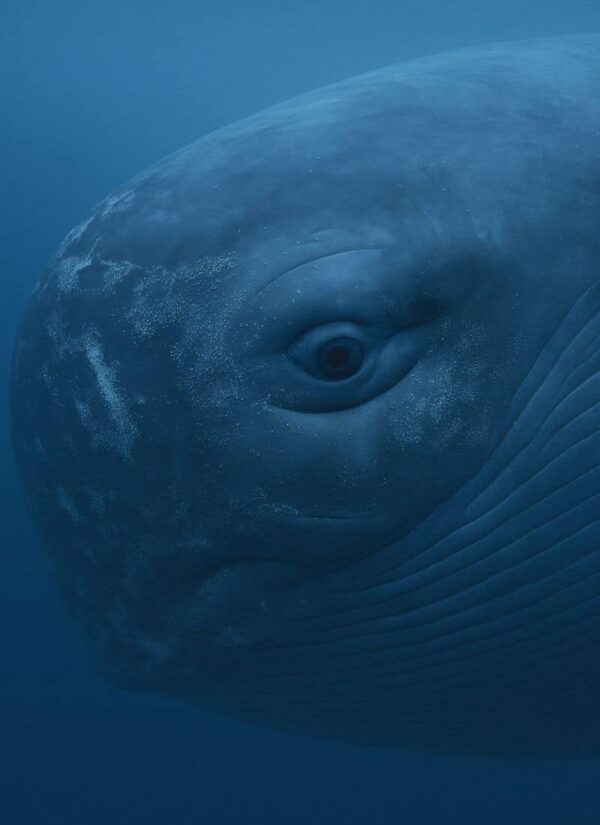 Ein Wal unter Wasser.