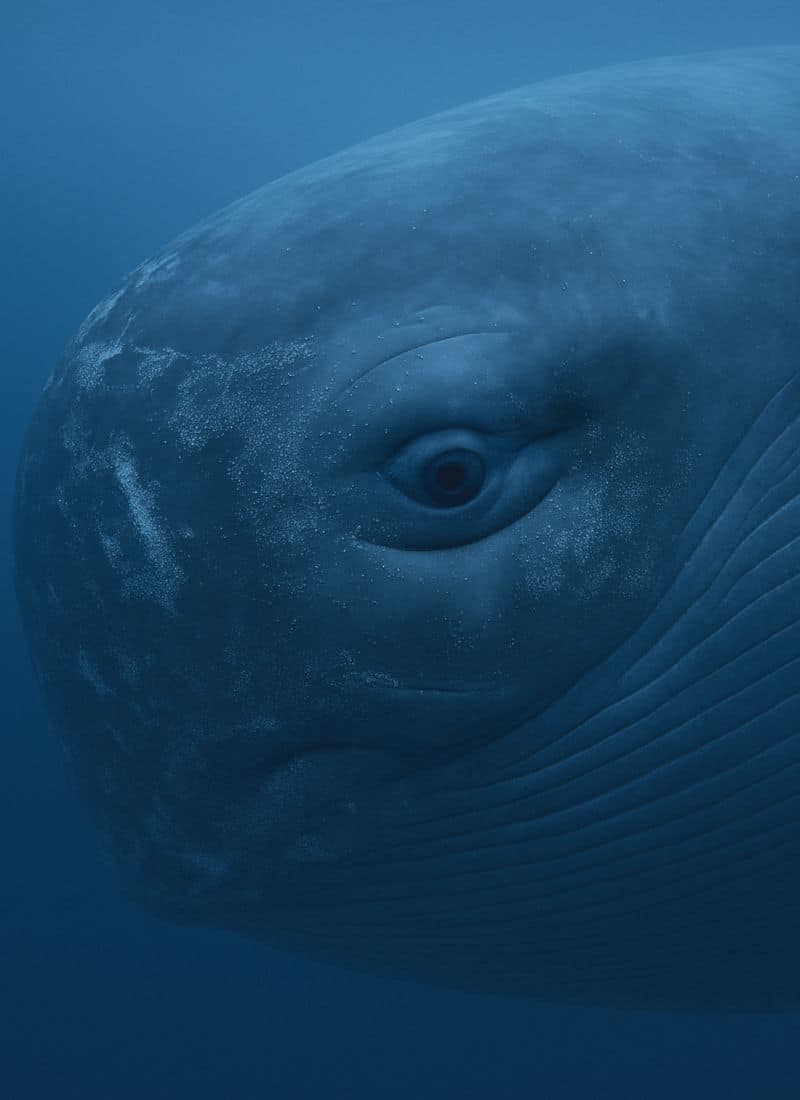 Ein Wal unter Wasser.